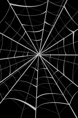 spider web